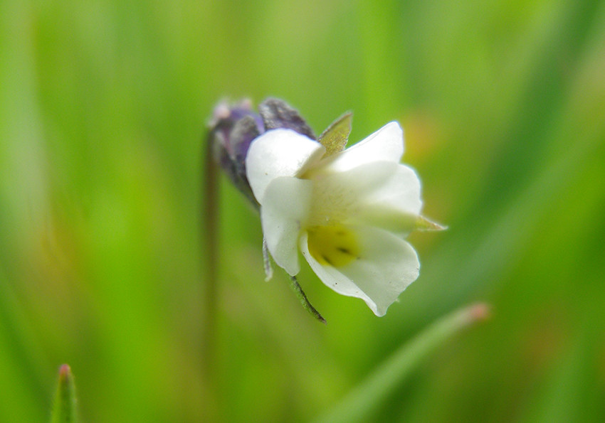  Китайбелева (Viola kitaibeliana)